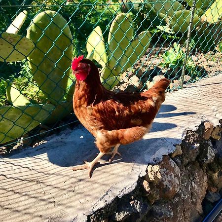 エル・パソ Casita La Rosaヴィラ エクステリア 写真